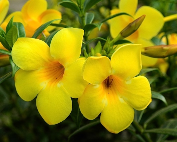 bunga-alamanda