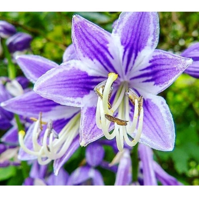 bunga-amarilis