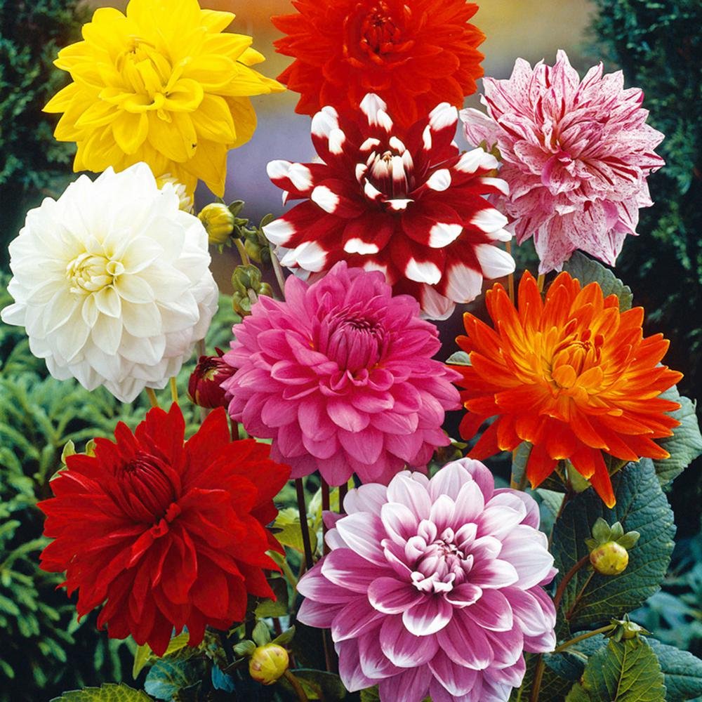 bunga-dahlia