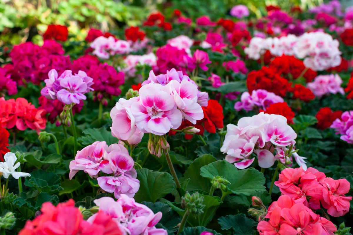 bunga-geranium