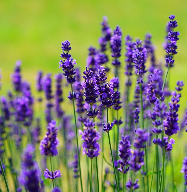 bunga-lavender