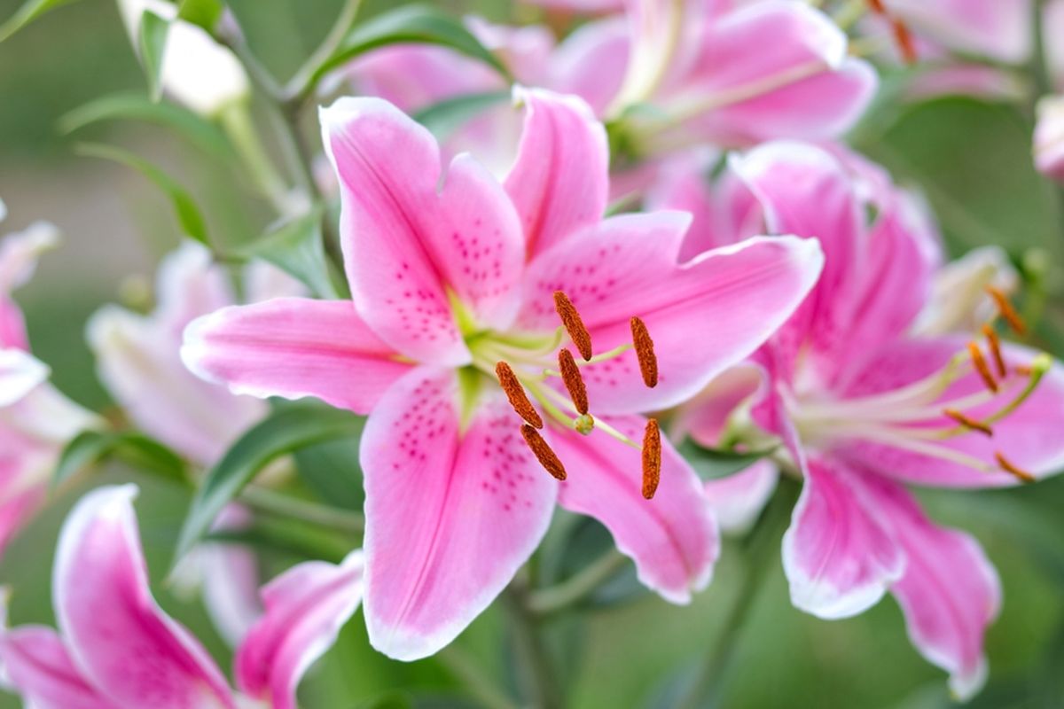bunga-lily