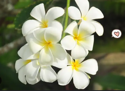 magnolia cempaka