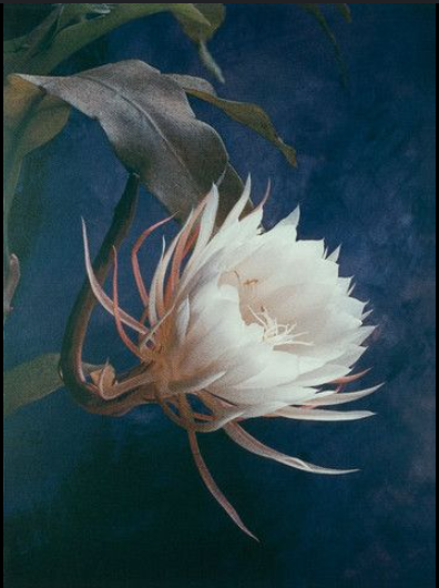 Queen of the Night