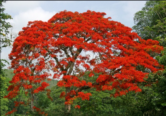 pohon flamboyan